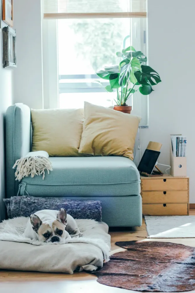 A French Bulldog sleeps peacefully on a soft dog bed in a bright living room.