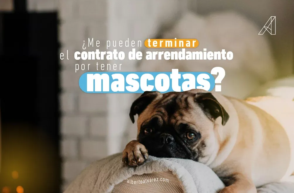 ¿Me pueden terminar el contrato de arrendamiento por tener mascotas?